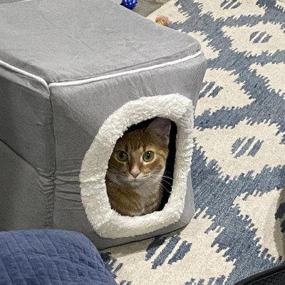 Cat cubes outlet target