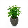 Okak Sand and Cement Conch Shell Planter with Textured, Flower Pots for Indoor Outdoor Decorative Plants - 4 of 4