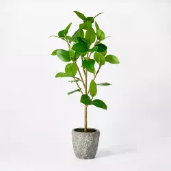 Banyan Tree Potted - Threshold™ designed with Studio McGee