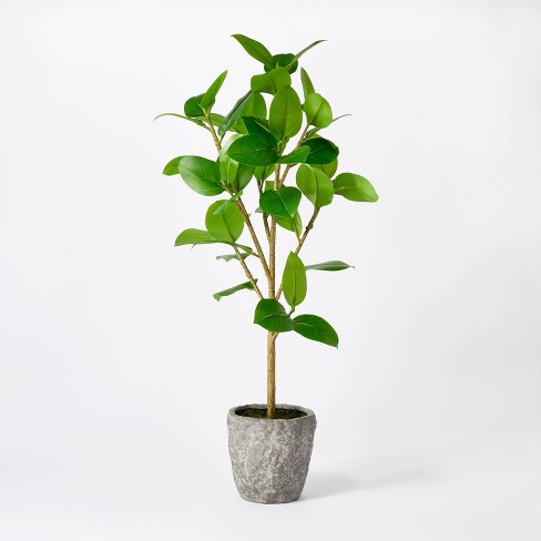 Banyan Tree Potted - Threshold™ designed with Studio McGee - image 1 of 4