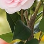 camellia pink 75cm