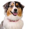 Country Brook Petz 1 1/2 Inch Deluxe Dog Collar - Paisley Collection - 2 of 4
