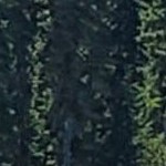 dappled black brown narrow