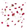 Junior's Design By Humans Sliced Roses and Petals By designnatures T-Shirt - 2 of 3