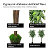 Cypress & Alabaster | Ficus Tree In Growers Pot - 3 of 4