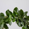 4" Live Hoya Trellis Plant - Good Little Garden™ - 3 of 4
