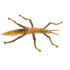 Collectible Wildlife Gifts | Stick Insect, Phasmatodea, Rubber Insect, Hand Painted, Realistic Toy Figure, Model, Gift,     4 1/2"    CH458 BB114 - 1 of 4