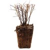 Van Zyverden Spiraea Snowmound 4" Potted Rocketliners White Spiraea in Nursery Pot - 3 of 4