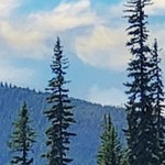 rustic plank espresso narrow