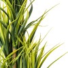 Vickerman 40" Artificial Potted Green Yucca - 2 of 4