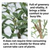 Artificial Olive Tree,Decorative Tall Fake Olive Trees In Pot With Adjustable - 4 of 4