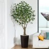 DR.Planzen UV Resistant 6-7FT Artificial Pre Potted Ficus Tree with White Tall Planter for Indoor Outdoor Office House Decor - 2 of 4