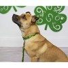 Country Brook Petz Deluxe Dog Collar - Irish Pride Collection - 2 of 4
