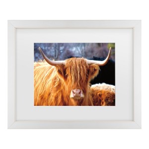 Trademark Fine Art - Nathan Larson Highland Cow Sunshine Matted Framed Art - 1 of 4