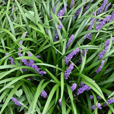 Big Blue Liriope Plant with Purple Blooms, 6-Piece Set