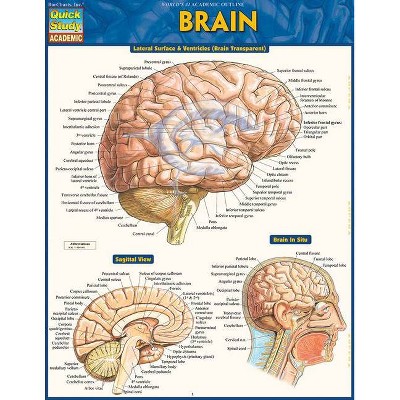 Brain - by  Vincent Perez (Poster)