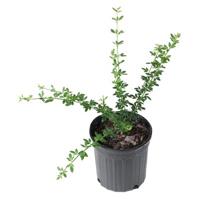 Winter Jasmine 2.5qt U.S.D.A. Hardiness Zones 6-10 - 1pc - National Plant Network