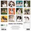 Willow Creek Press 2026 Shih Tzu Puppies Wall Calendar - 2 of 4