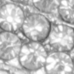 silver tone, transparent