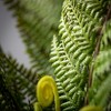 Sullivans Artificial 16" Green Fern Bush With Roots - 2 of 2