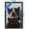 Trends International Lucia Heffernan Art - Boston Mug Shot Framed Wall Poster Prints - 3 of 4