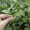 National Plant Network Live Indoor/Outdoor Brew-Tea-Ful Plant - 1ct 2.5qt - 3 of 4