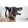 Tough Pup Hawkins Tactical Dog Collar - 2 of 4