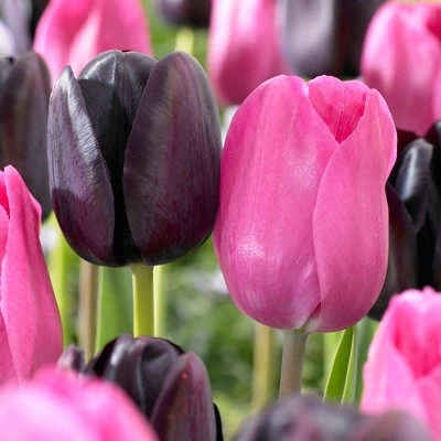 Tulips Lip Stick Blend Set of 15 bulbs - Pink/Black - Van Zyverden