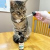 Hemp Well Calm Cat Blend - For Separation & Stress - 2 oz. - 4 of 4