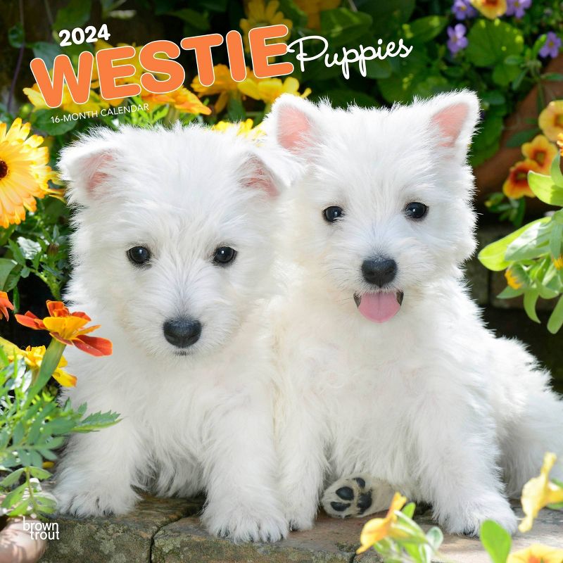 Browntrout 2024 Wall Calendar 12&#34;x12&#34; West Highland White Terrier Puppies, 1 of 5