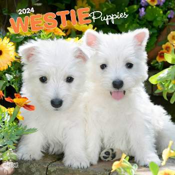 Browntrout 2024 Wall Calendar 12"x12" West Highland White Terrier Puppies