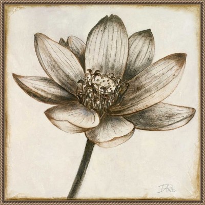 Amanti Art Sepia Lotus Blossom II by Patricia Pinto Canvas Wall Art Print Framed 22 x 22-in.