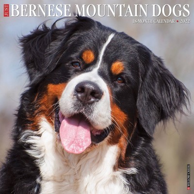 2022 Wall Calendar Just Bernese Mountain Dog - Willow Creek Press