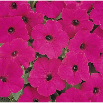  3pc Tidal Wave Petunia 'Purple' - National Plant Network 