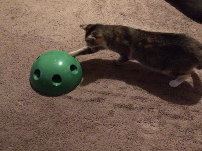 Pets Know Best Pop N' Play Cat Toy : Target