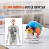 VEVOR Human Skull Model, 3 Parts Human Skull Anatomy, Life-Size Painted Anatomy Skull Model, PVC Anatomical Skull, Multicolored - 3 of 4