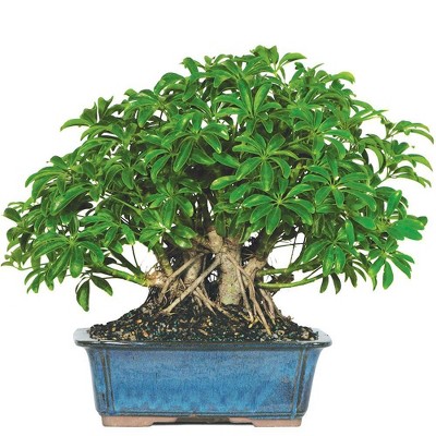 Extra Large Hawaiian Umbrella Indoor Live Houseplant - Brussel's Bonsai