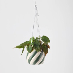 Holiday Sweet Treat Live Plant(It May Vary) - Good Little Garden™ - 1 of 4