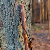 Brazos Rustic Wood Walking Stick, Sassafras, Traditional Style Handle, for Men & Women, Made in the USA, 55 - 2 of 4