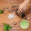 D'Eco Glass Star Terrarium- Tabletop Geometric Planter- Succulents, Moss & More- Home Garden Office Decor- Gift for Mother's Day (Terrarium Only) - 3 of 3