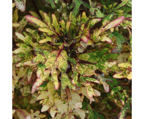 3pc Coleus Mint Mocha - Cottage Hill