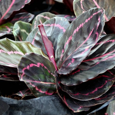 3pc Calathea 'Dottie' - National Plant Network