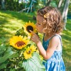 Back to the Roots Kids' Science Grow Kit - Sunflower - image 3 of 4