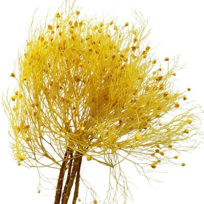 Alilang Decorative Dried Ming Fern Stems for Elegant Home Decoration and Creative Floral Arrangements, 19.5 Inches