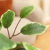 DR.Planzen 5-7FT Artificial Ficus Tree with Round White Planter, Pre Potted Faux Plant with White Border Leaves for Indoor Home Decor - 3 of 4