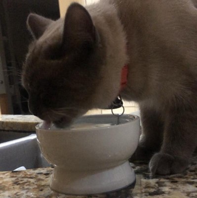 Necoichi Raised Cat Water Bowl : Target