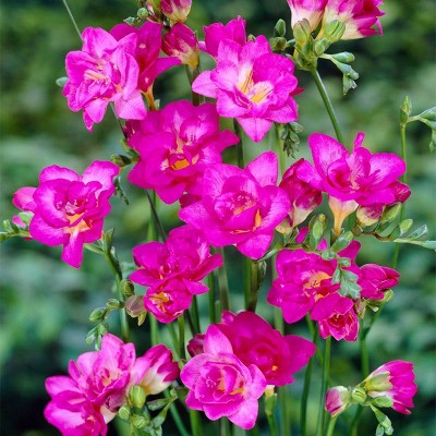 Van Zyverden 25ct Fall Planted Freesias Double Blooming Pink Bulbs