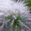 White Muhly Grass 1pc U.S.D.A. Hardiness Zones 6-10 National Plant Network 2.5qt: Perennial Outdoor Garden Ornamental Grass - 2 of 4