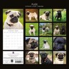 2026 Square Wall Calendar, Pugs, 16-Month Animals Theme with 180 Reminder Stickers (12x12 In) - 4 of 4