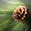 6'L Sullivans Long Pine & Pinecone Garland, Green Christmas Garland - 2 of 2